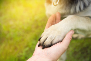 a man holds the paw of the dog. veteran PTSD recovery.