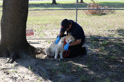 Endeavors team hurricane pet recovery effort